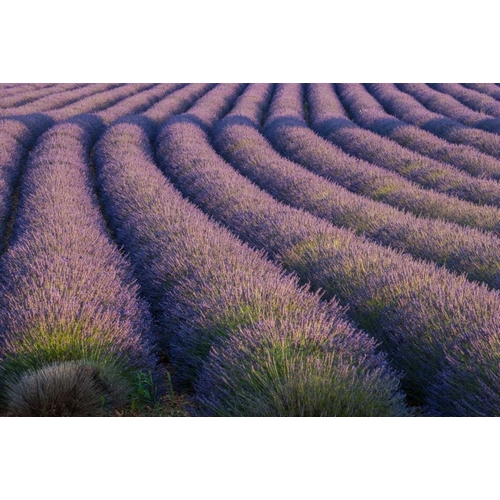 Europe, France Rows of lavender in Provence